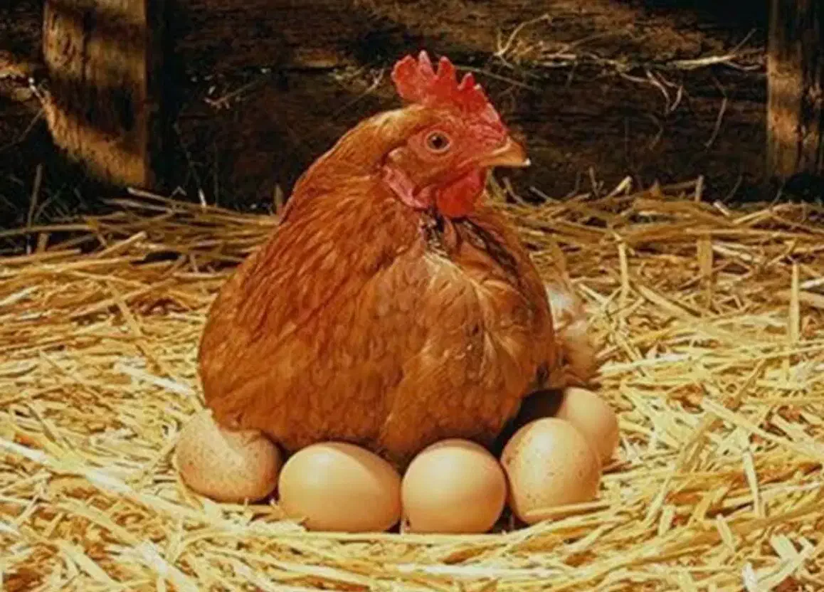 مرغ و خروس|حیوانات مزرعه|قزوین, |دیوار