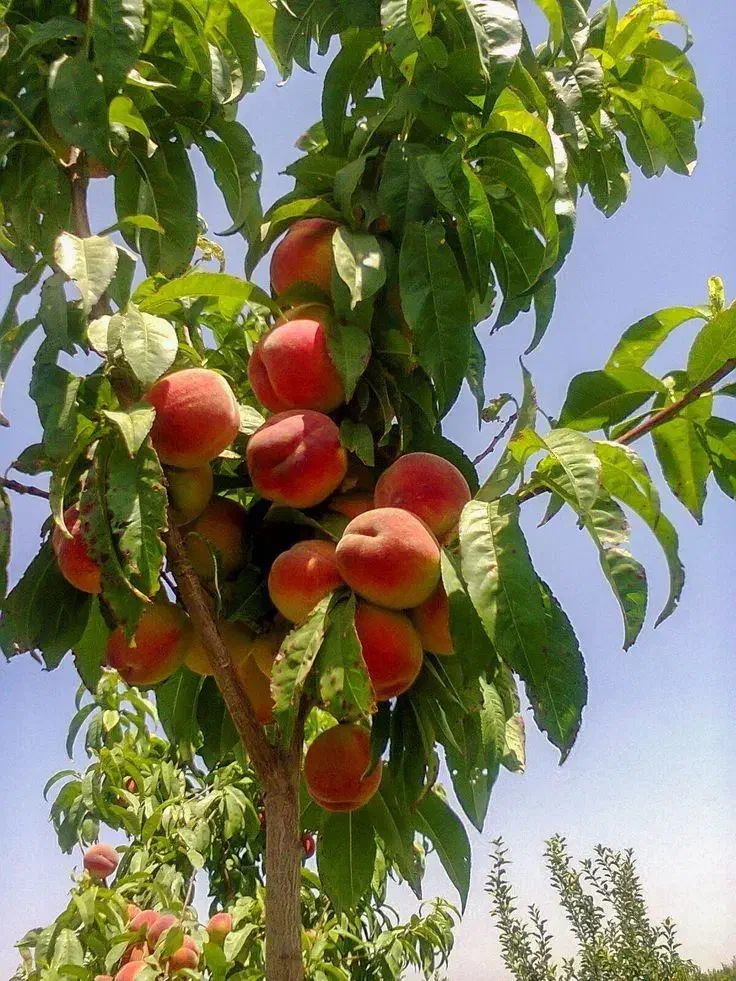 بزرگترین مجموعه تخصصی انواع نهال|خدمات باغبانی و درختکاری|مرند, |دیوار