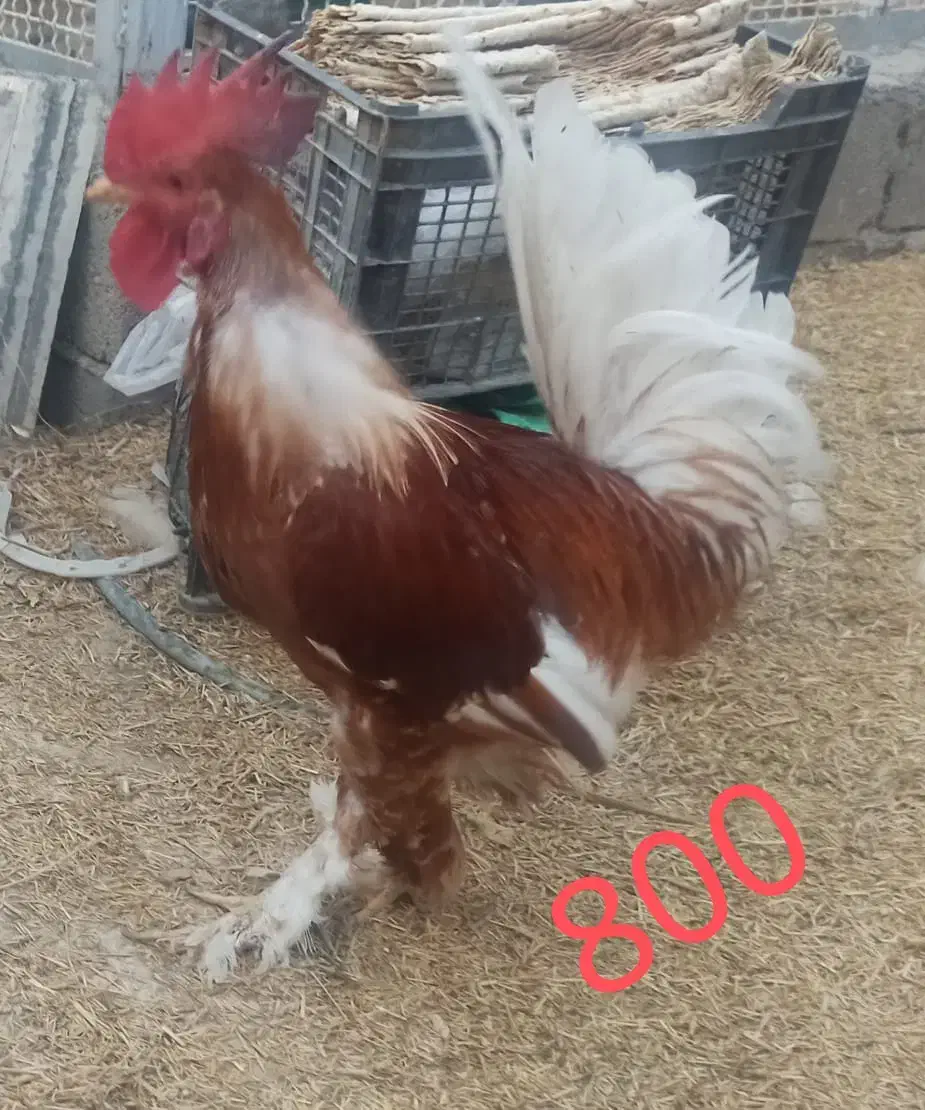 فروش تعدادی خروس|حیوانات مزرعه|بهبهان, |دیوار