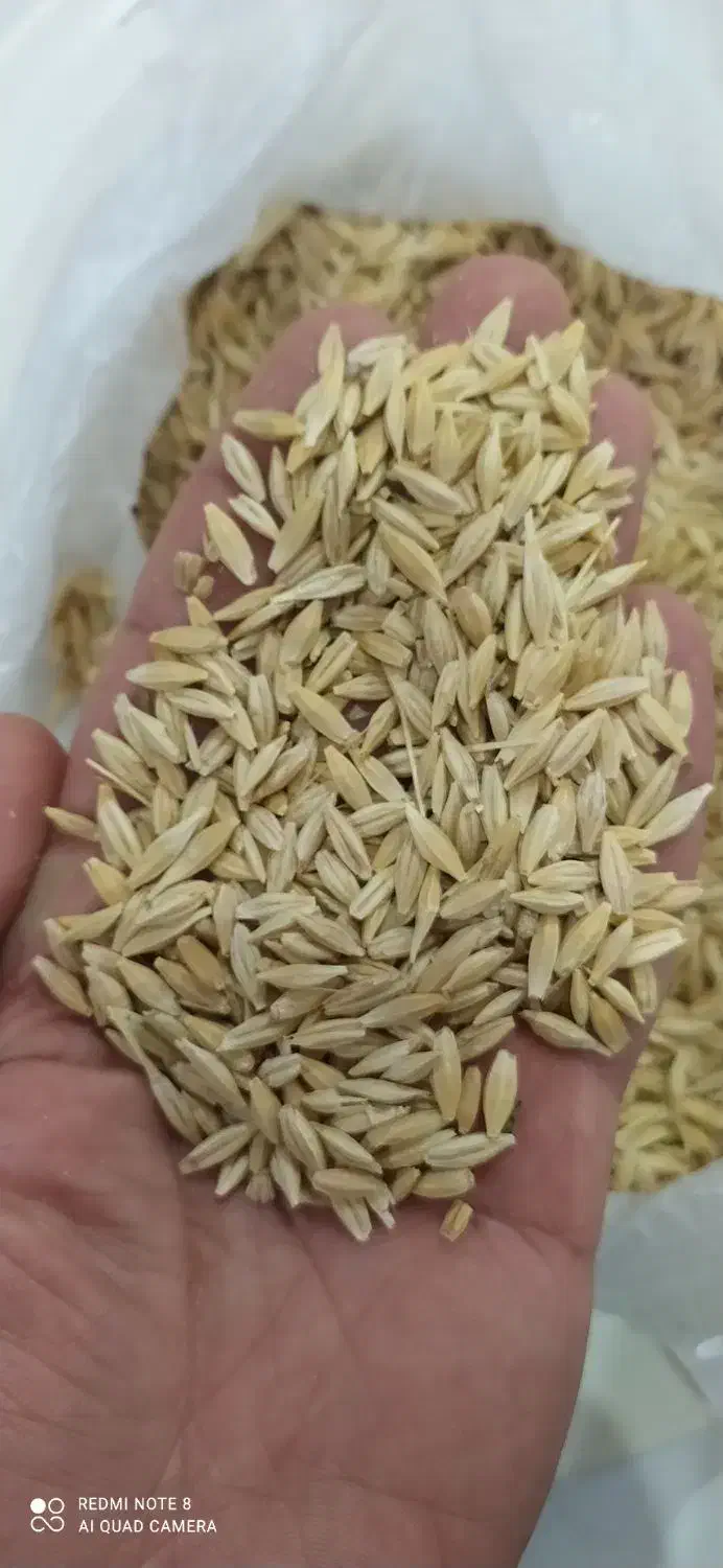 خرید گندم  و جو  دامی|حیوانات مزرعه|قروه, |دیوار