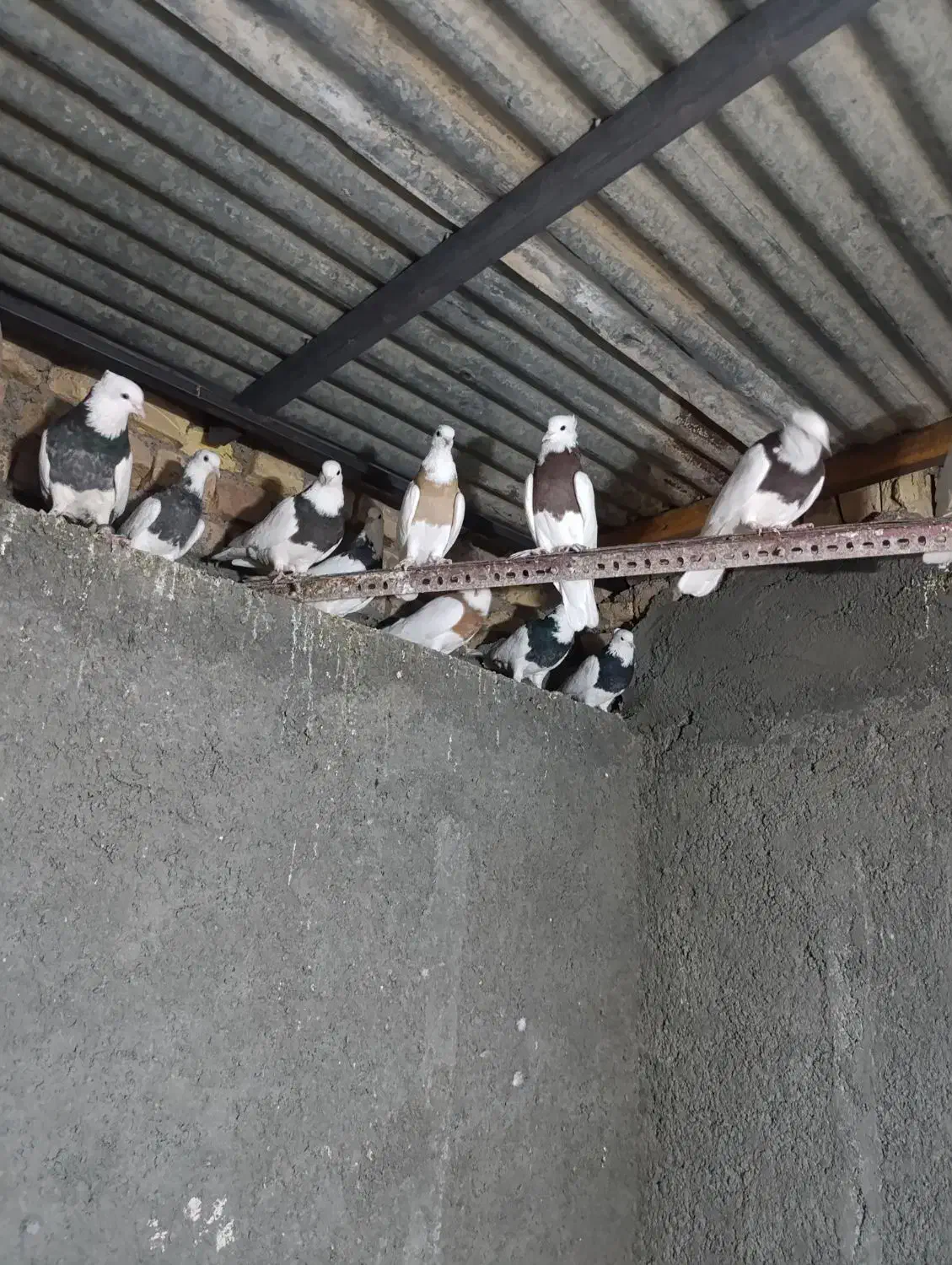 کبوتر|پرنده|خوسف, |دیوار