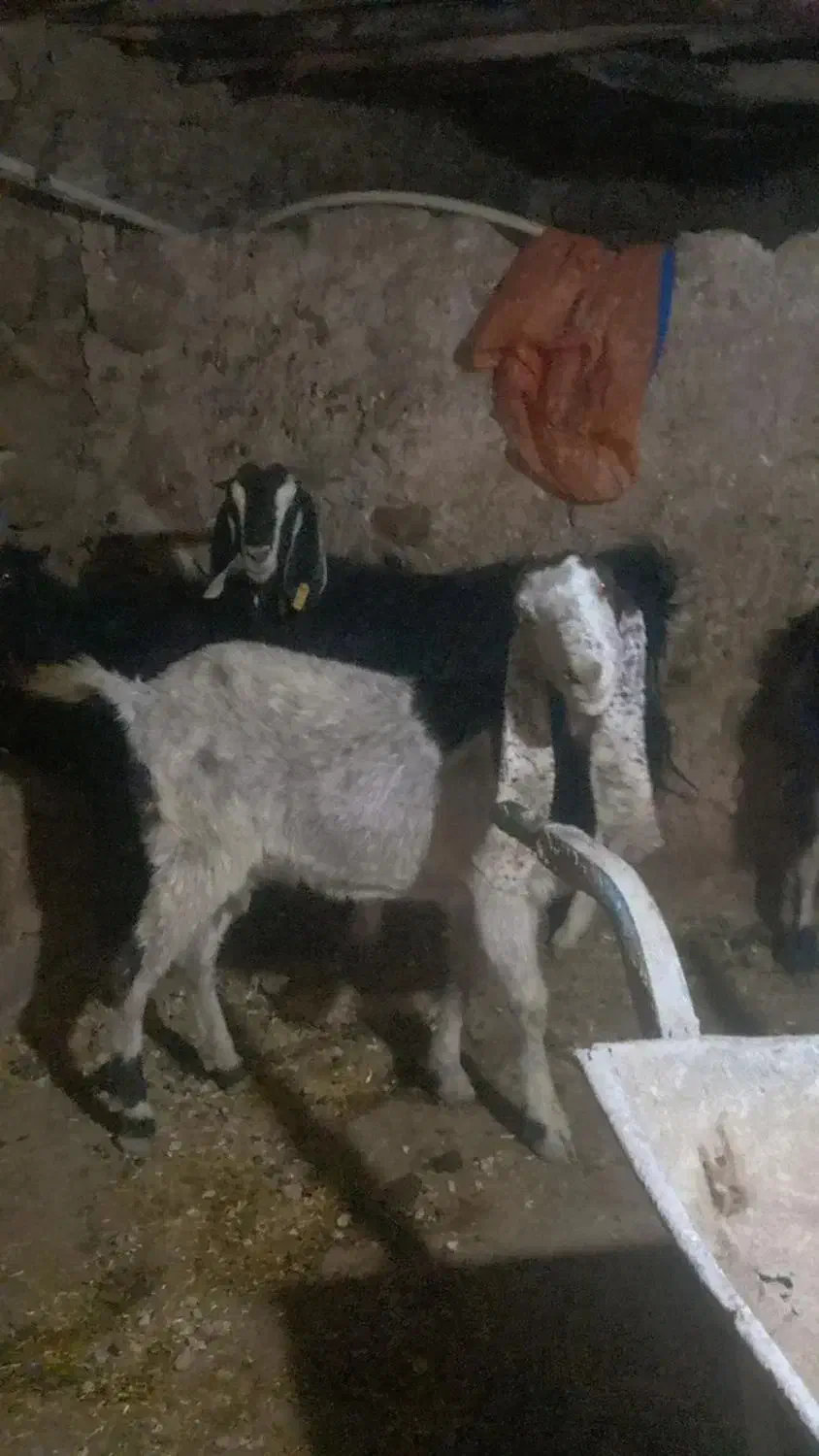 بزدرجه یک|حیوانات مزرعه|سرفاریاب, |دیوار