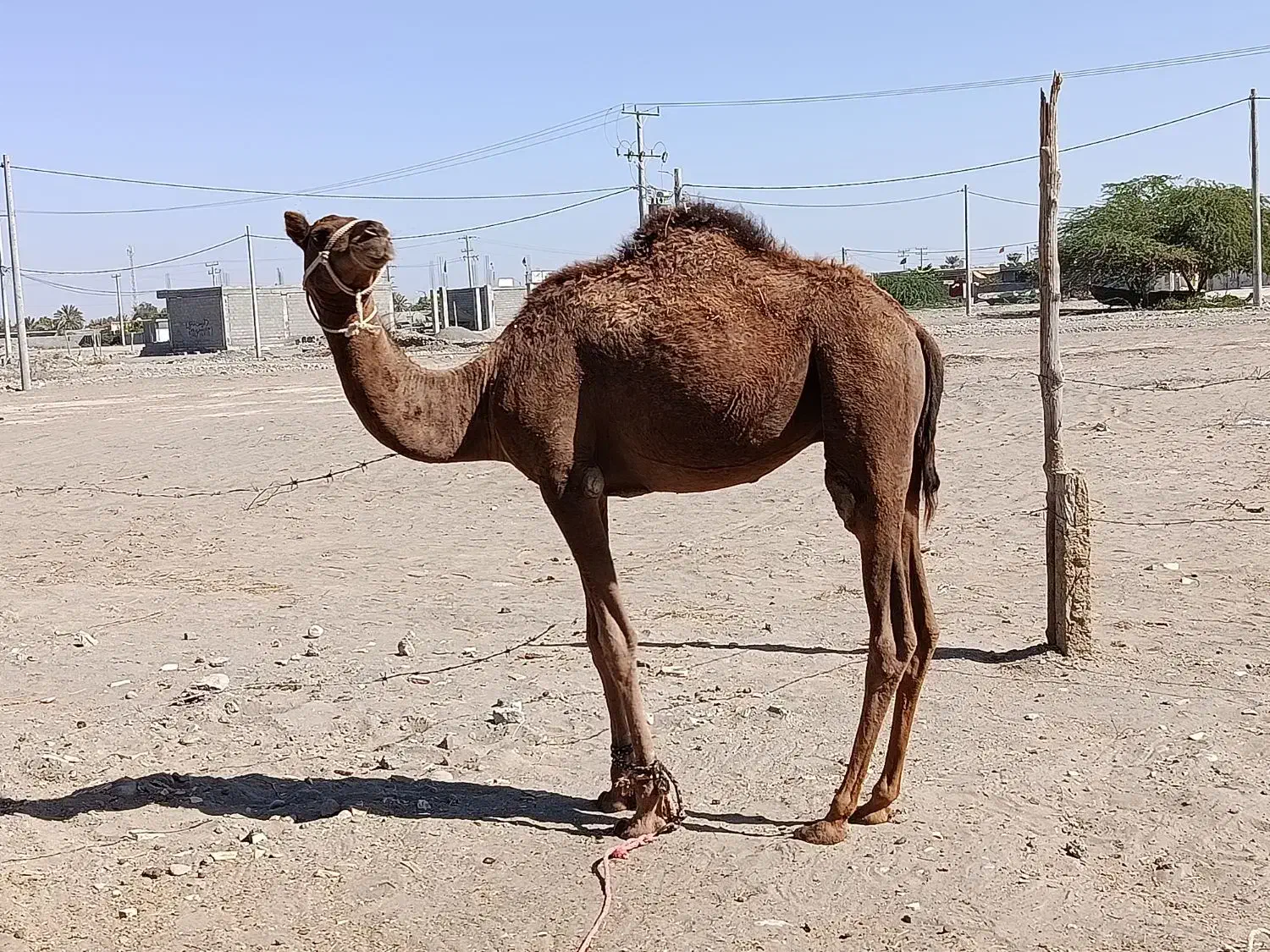 فروش شتر نر|حیوانات مزرعه|میناب, |دیوار