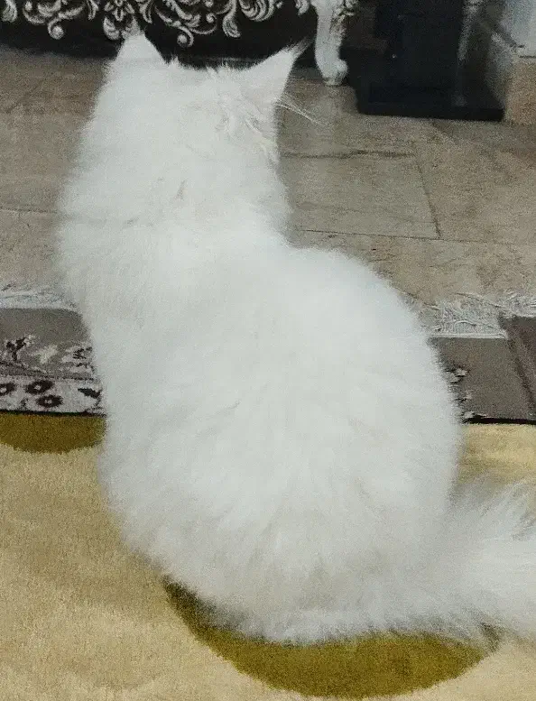 گربه|گربه|نظرآباد, شهرک آزادگان|دیوار