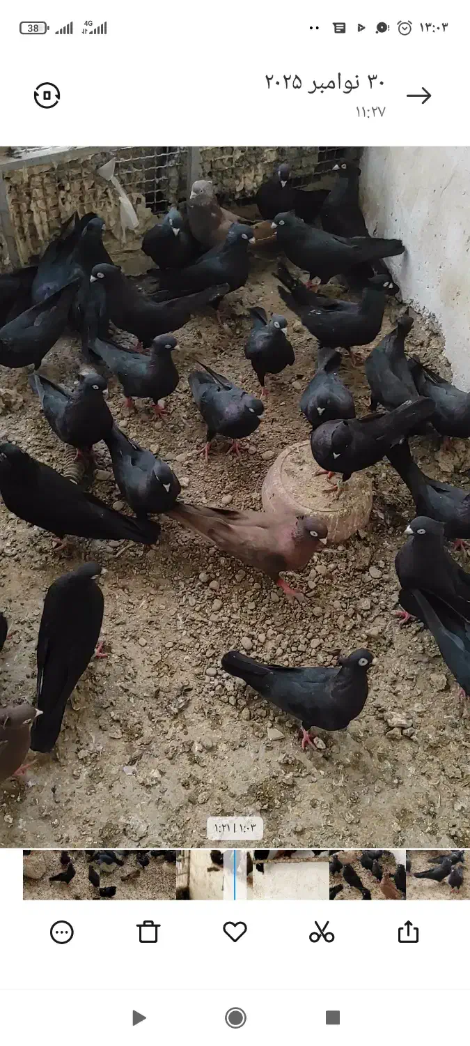 سیاه آبادانی|پرنده|بندر گناوه, |دیوار