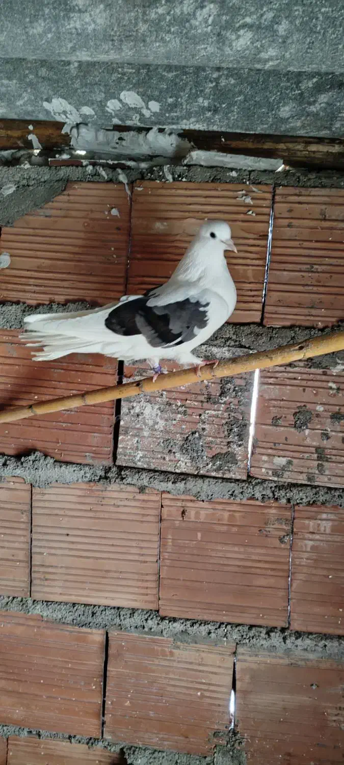 کبوتر تکپر‌|پرنده|مینودشت, |دیوار