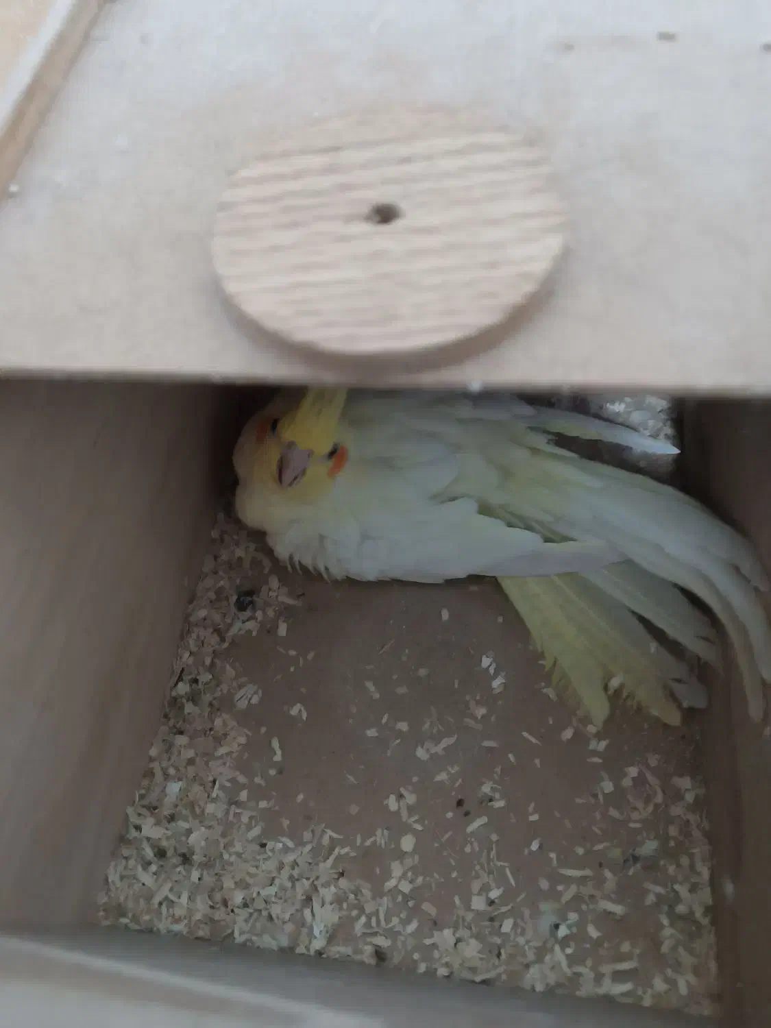 یک جفت عروس هلندی همراه جوجه و تخم|پرنده|نجف‌آباد, دانش|دیوار