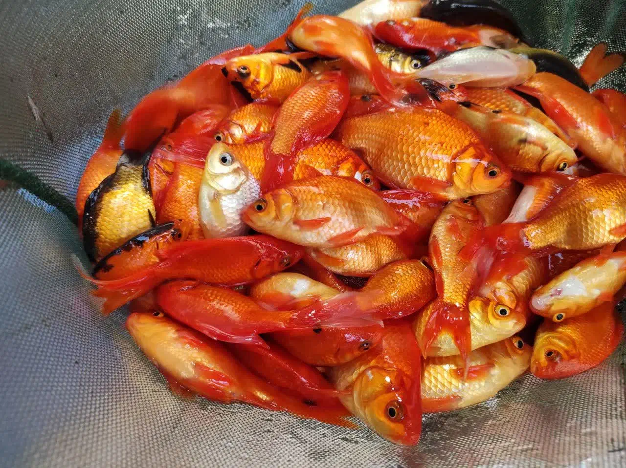 ماهی گلدفیش و قرمز شب عید|ماهی|اصفهان, پوریای ولی|دیوار