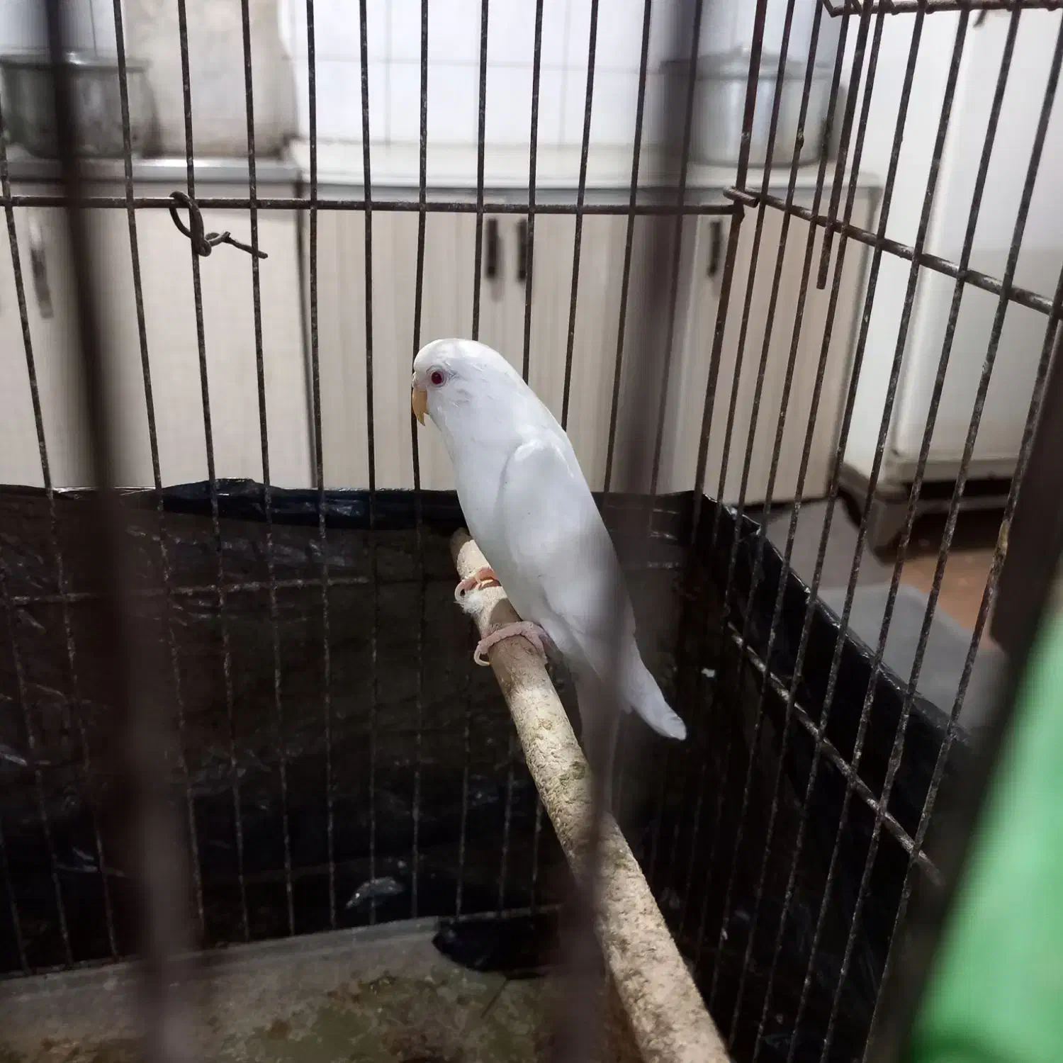 مرغ عشق ماده|پرنده|کارون, |دیوار