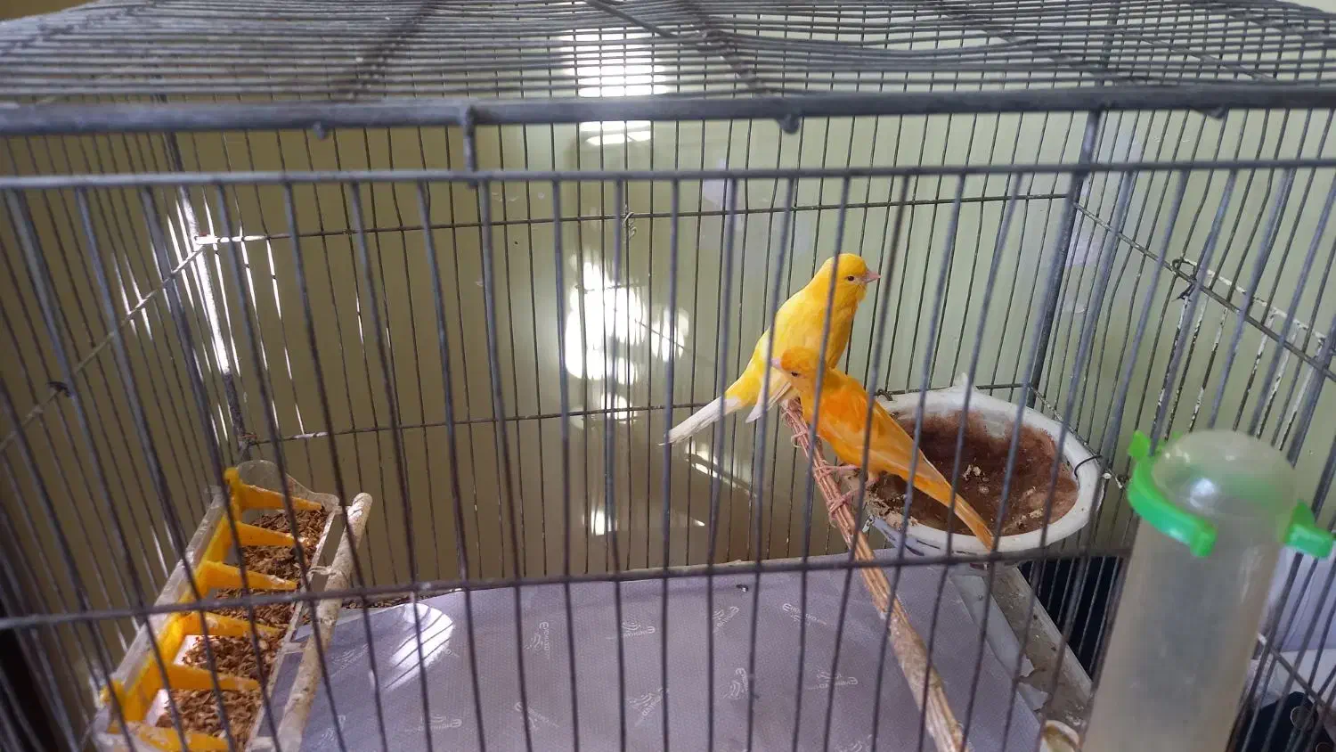 جفت قناری آماده|پرنده|ابهر, |دیوار