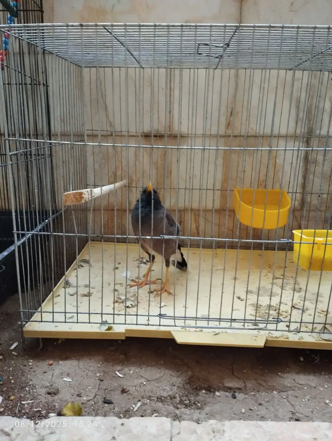 مرغ مینا و دوعدد عروس مرغ مینا سخن گو|پرنده|قم, شهرک مهدیه (مدرس)|دیوار