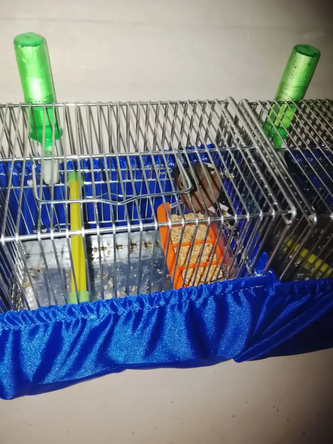 سهره|پرنده|تهران, ونک|دیوار