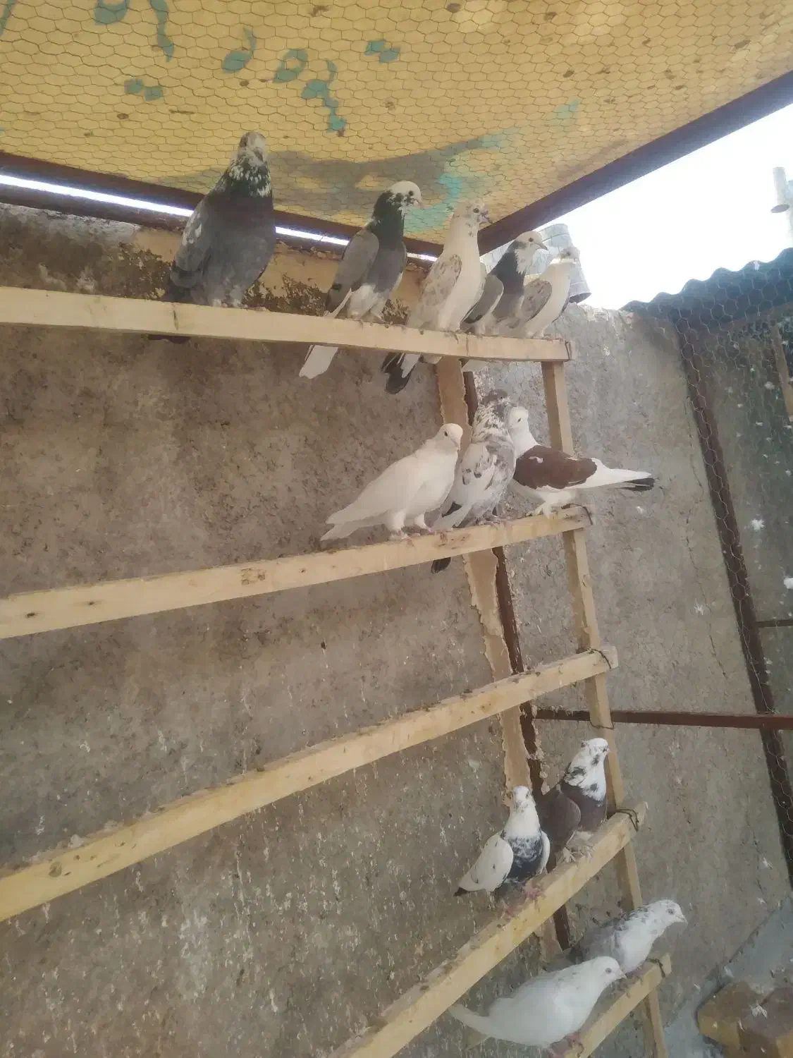 ۱۱عددکبوترپرشی، جفت یاهو|پرنده|اشکذر, |دیوار