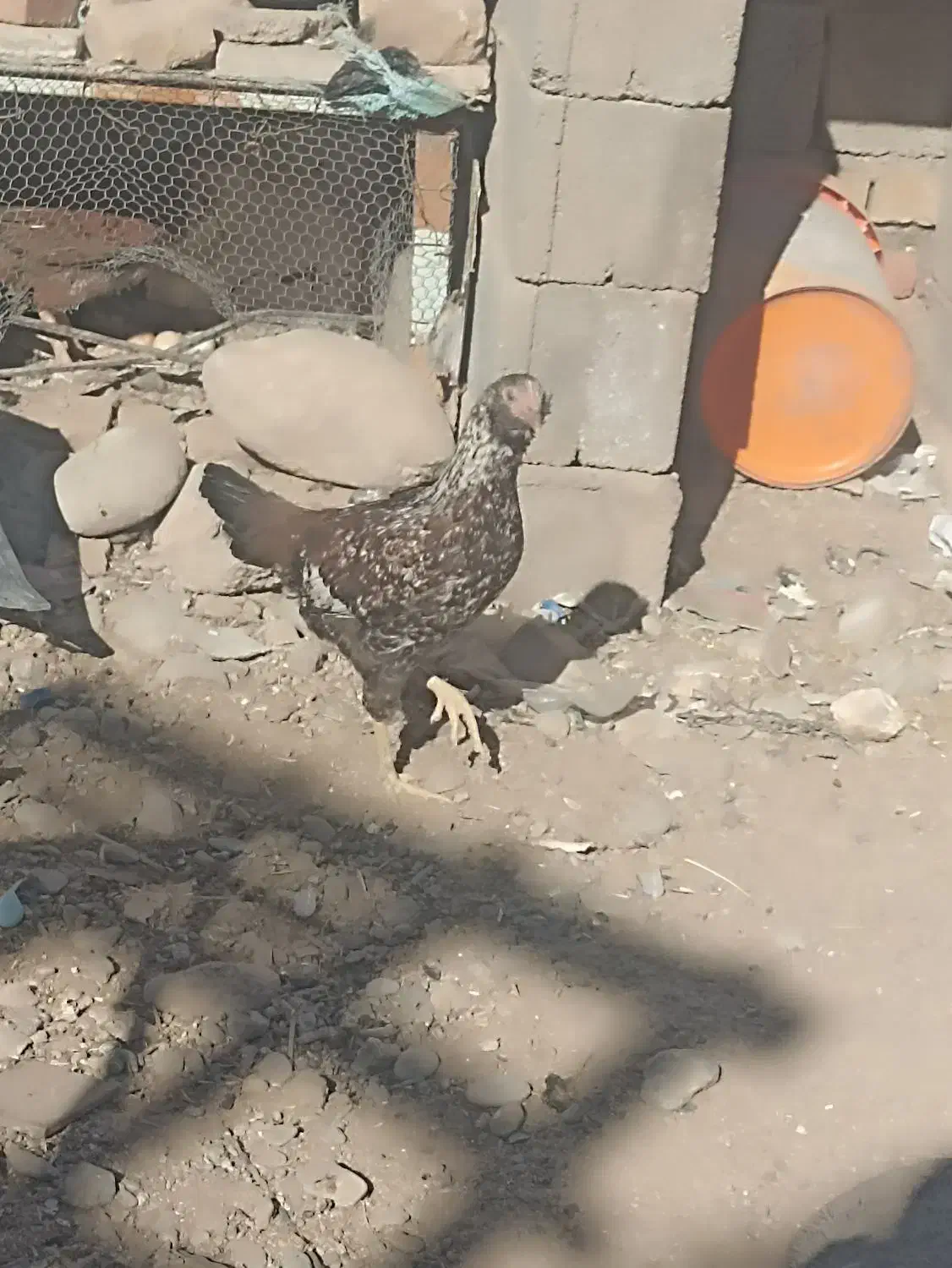 مرغ|پرنده|ایرانشهر, |دیوار