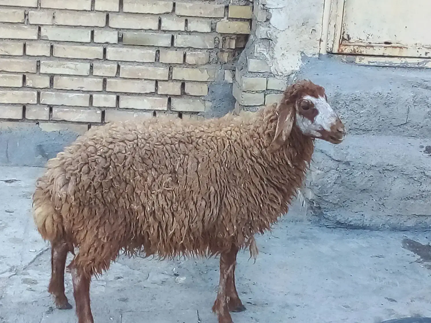 بره|حیوانات مزرعه|اهواز, زیتون کارمندی|دیوار