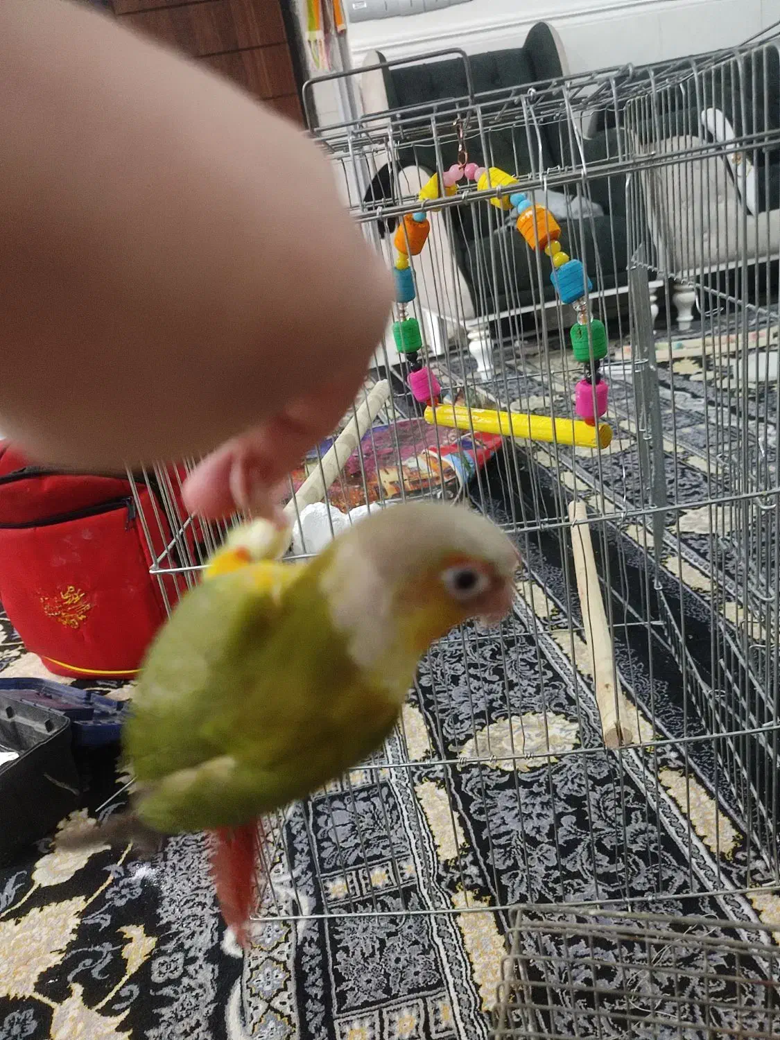 گرینچیک باهوش و نر|پرنده|ماهدشت, |دیوار