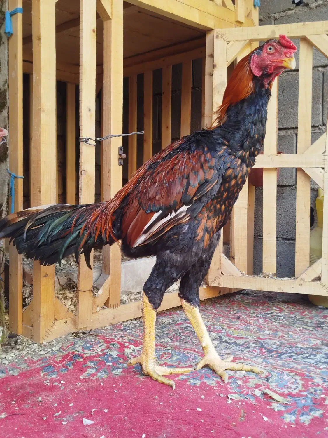 خروس لاری|حیوانات مزرعه|خان ببین, |دیوار