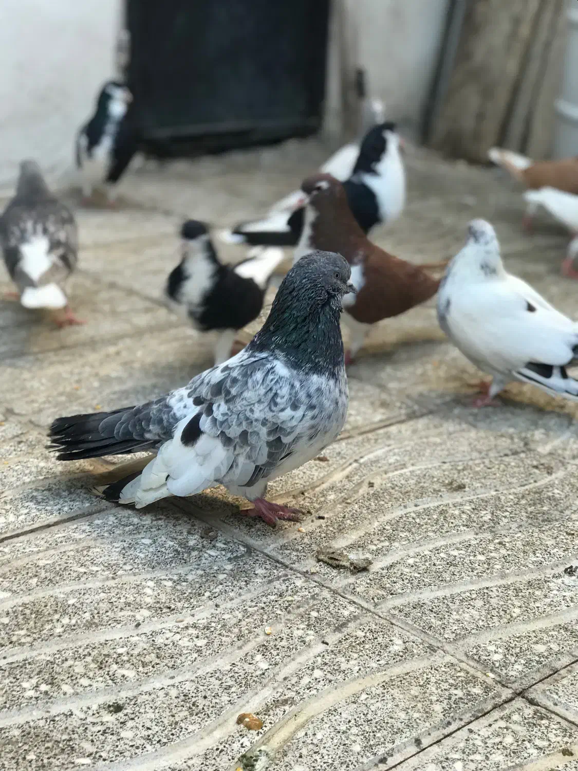 سرور سوسک کل دم دستر پر کاکل نر کل دم ماده سبز|پرنده|گرگان, |دیوار