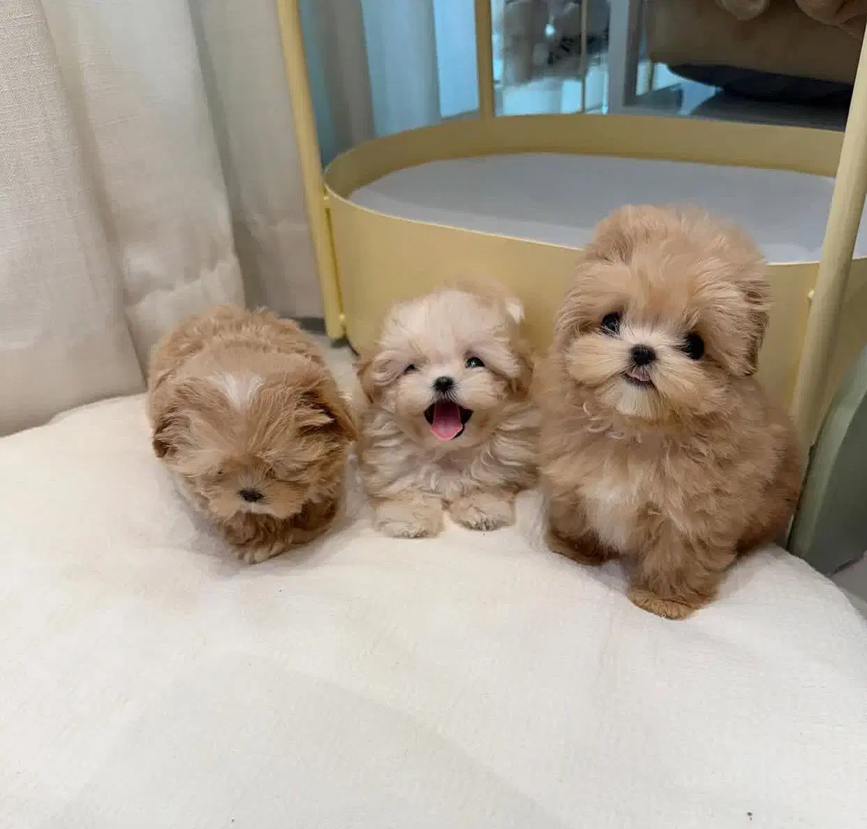 سگ جیبی|سگ|تهران, جنتآباد مرکزی|دیوار