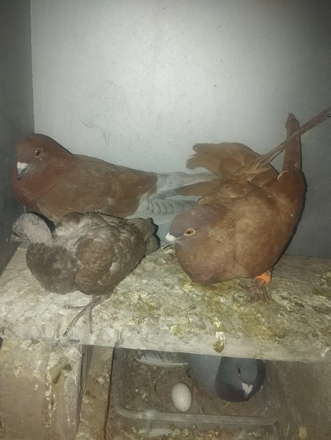 کفتر سرخ|پرنده|فولادشهر, B2|دیوار