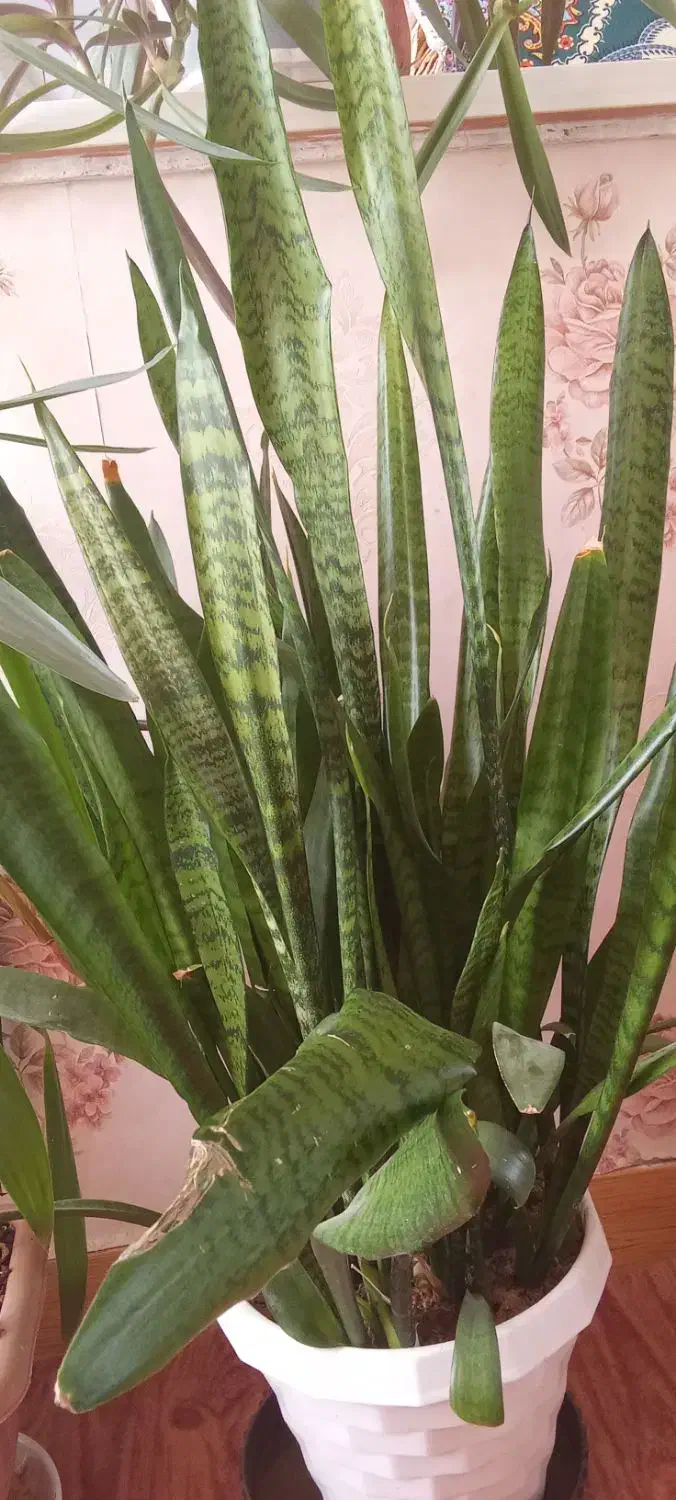 گل طبیعی|گل و گیاه طبیعی|شاهین دژ, |دیوار