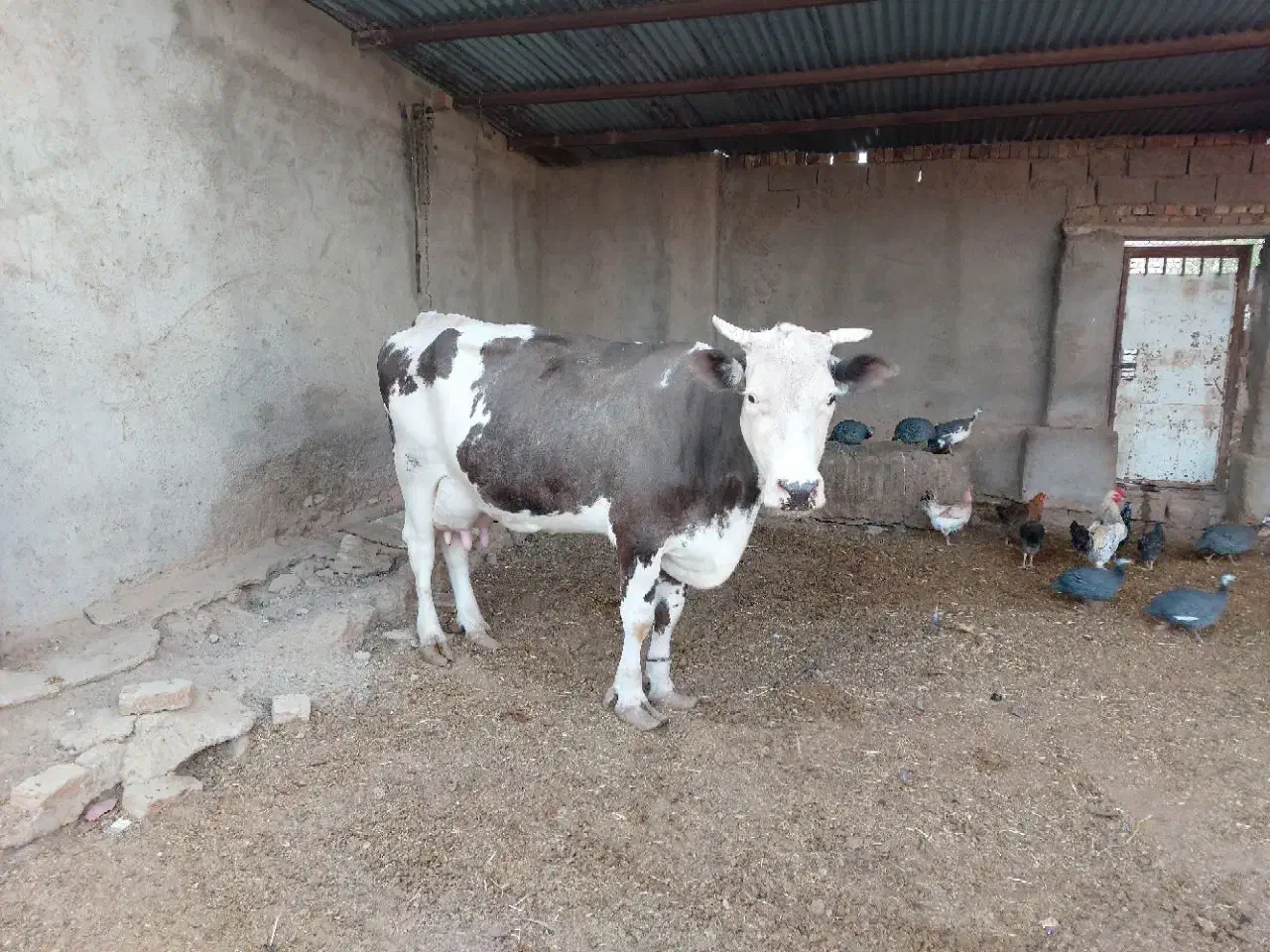 فروش گاو شیری با گوساله|حیوانات مزرعه|زابل, |دیوار