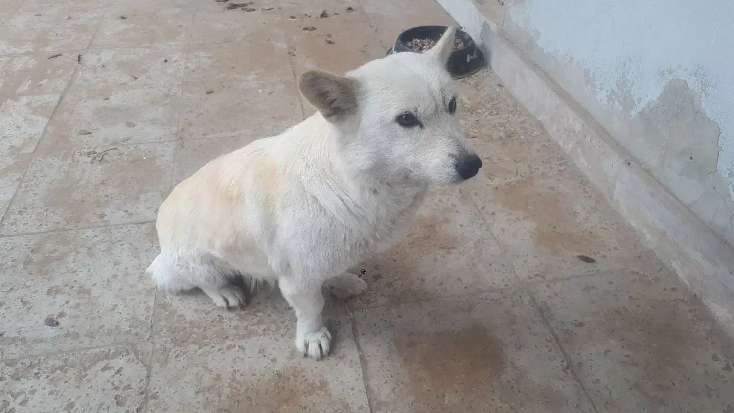 سگ پا کوتاه اشپیدز ماده|سگ|محمدشهر, محمدشهر|دیوار