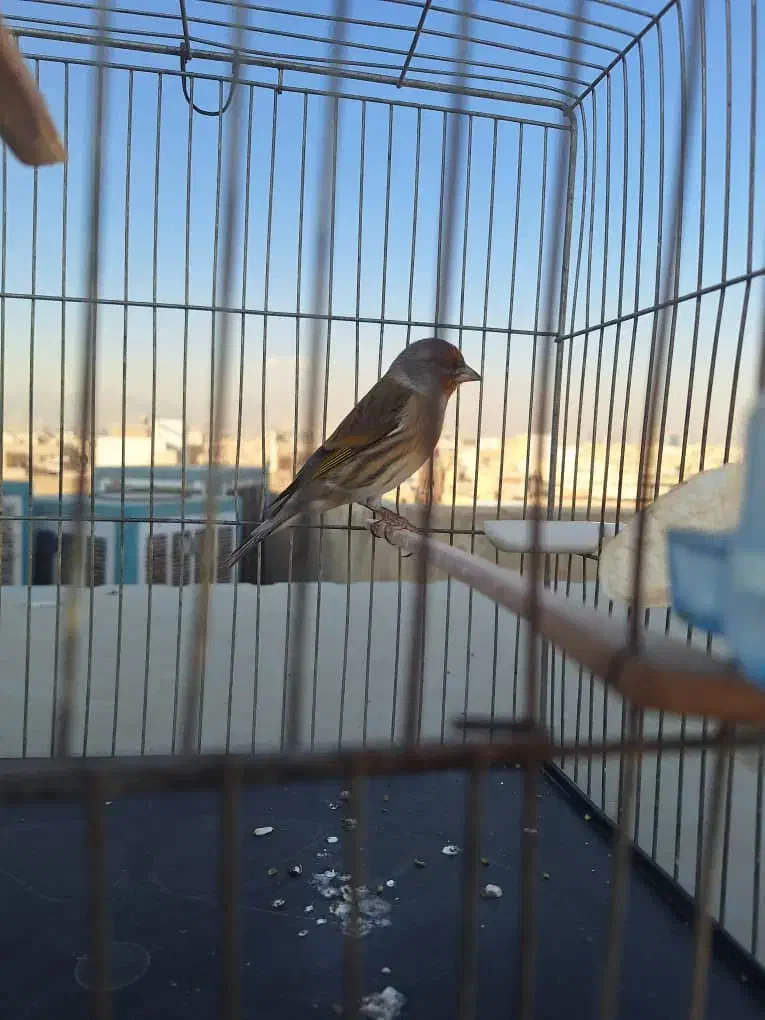 سهره قناری لر بخوان|پرنده|تهران, هاشمی|دیوار