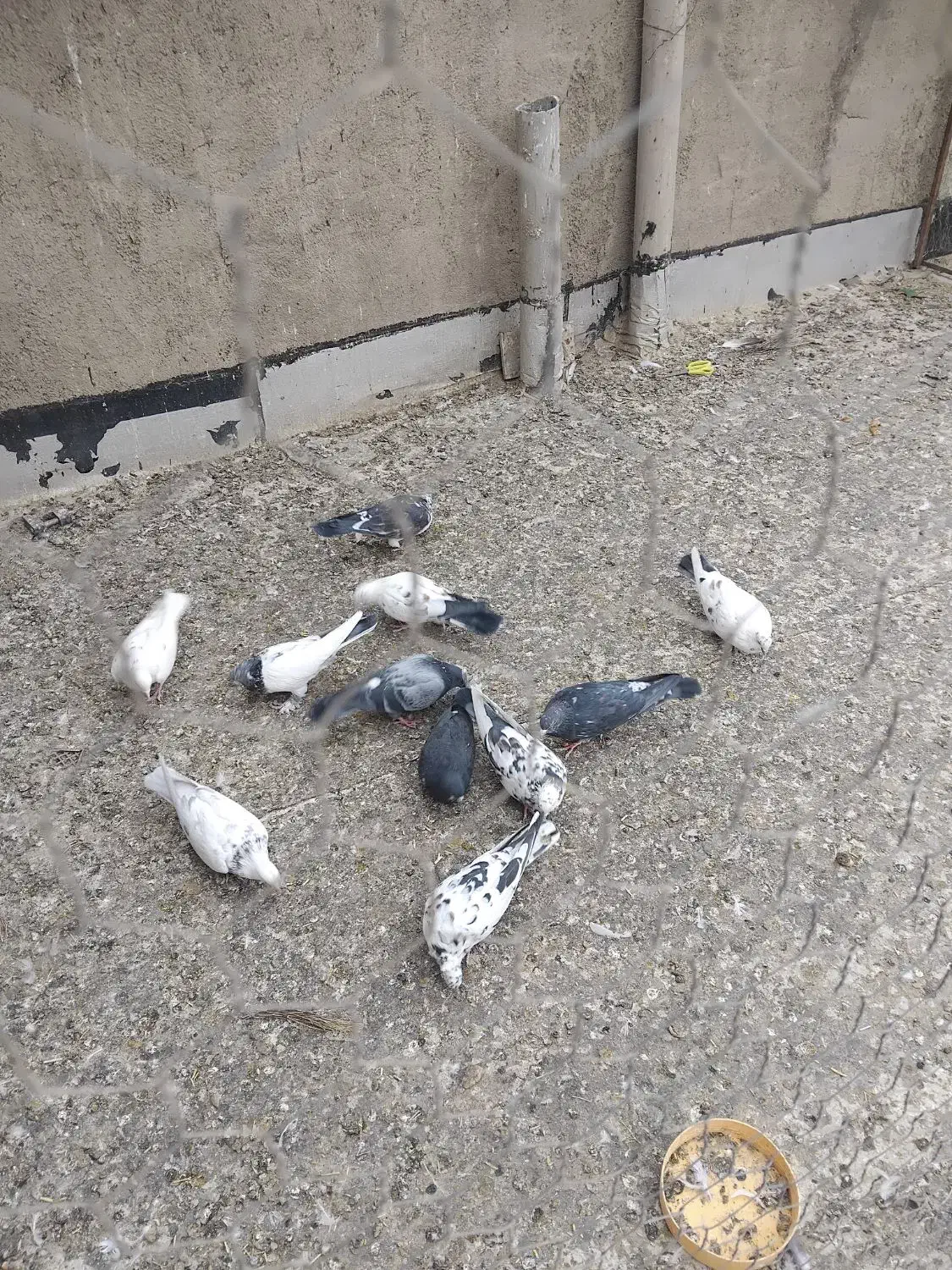 کبوتر|پرنده|سلطانیه, |دیوار