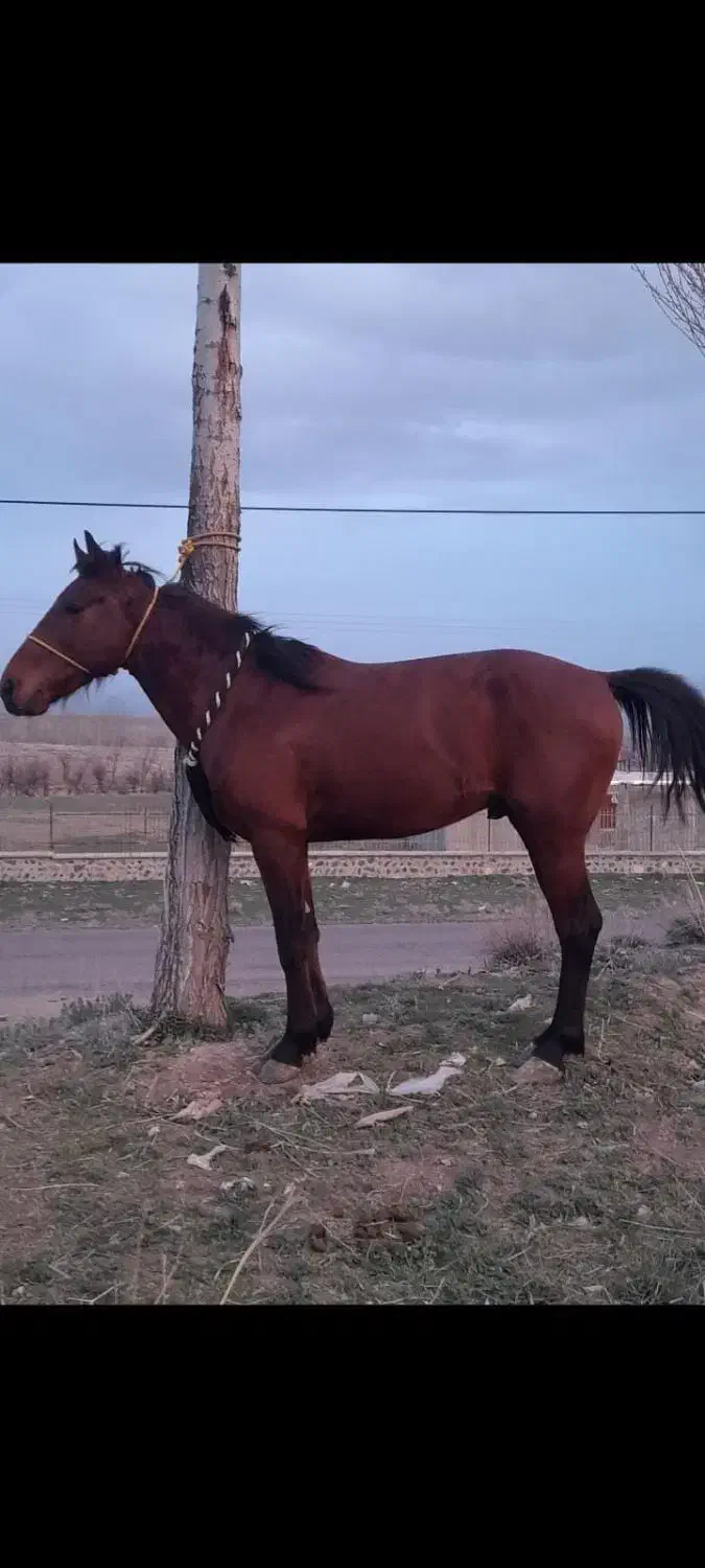 اسب|اسب و تجهیزات اسب‌سواری|سراب, |دیوار