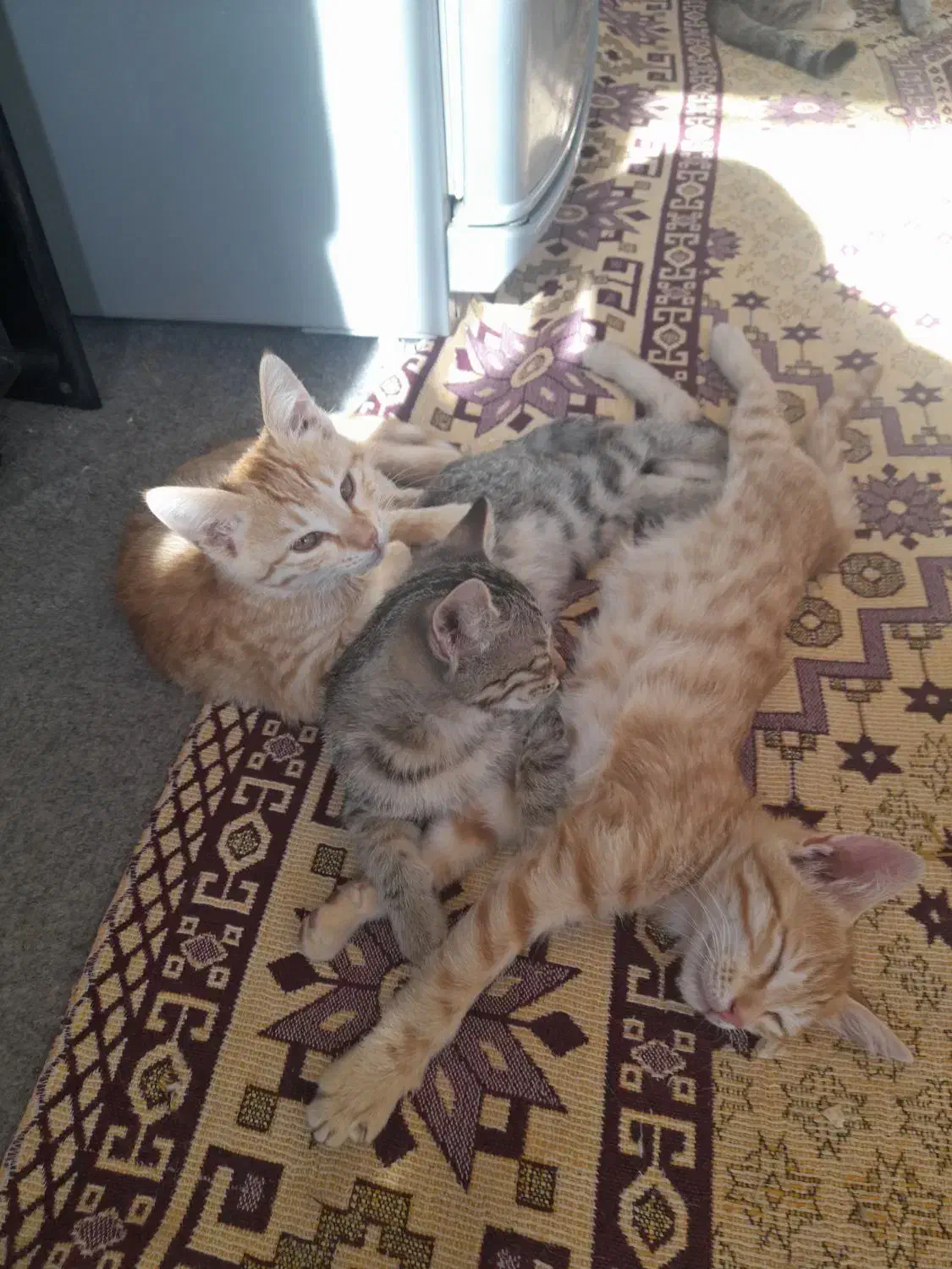 تعدادی بچه گربه و چند تا هم گربه بزرگ واگذار میشود|گربه|میاندوآب, |دیوار