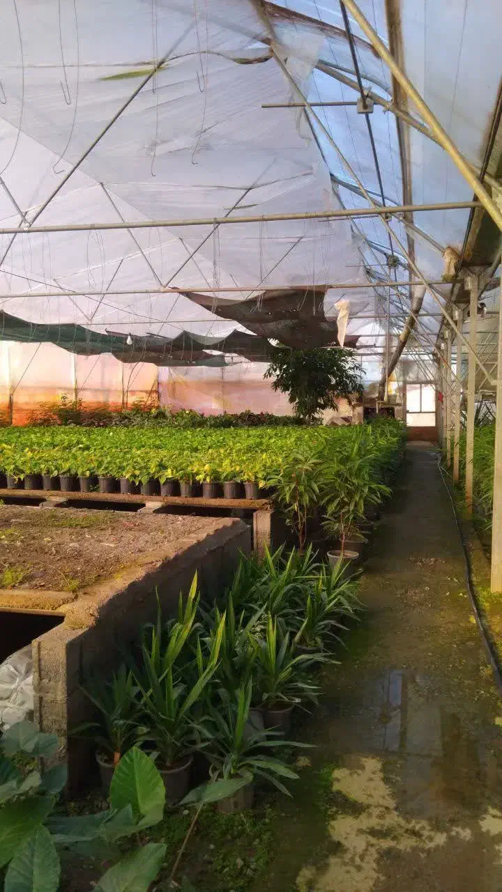 زمین گلخانه ای تنکابن سنددار با مجوز فعال|فروش زمین و ملک کلنگی|خرمآباد (تنکابن), |دیوار