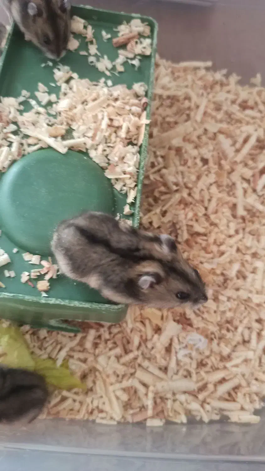 همستر نژاد کمپل انگلیسی|موش و خرگوش|سقز, |دیوار