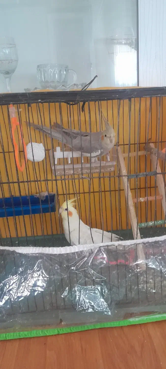 عروس هلندی|پرنده|شیروان (خراسان), |دیوار