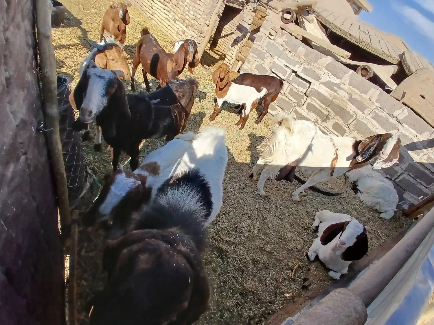 بزکره پاکستانی زایده وابستن|حیوانات مزرعه|رفسنجان, |دیوار