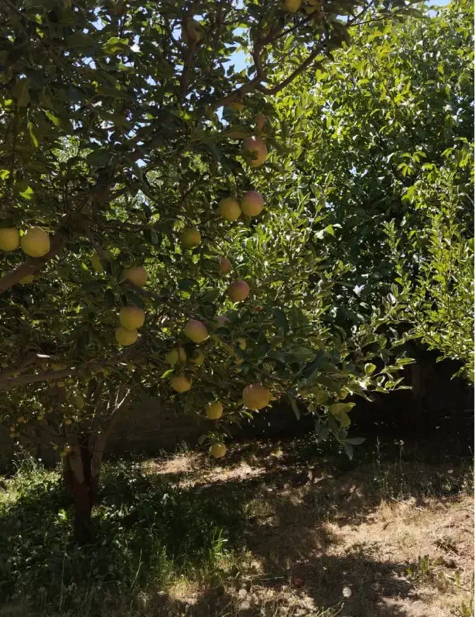 ۱۹۰ متر زمین باغ آب+برق+گاز سندتکبرگ بدون واسطه|فروش زمین و ملک کلنگی|دماوند, دماوند|دیوار