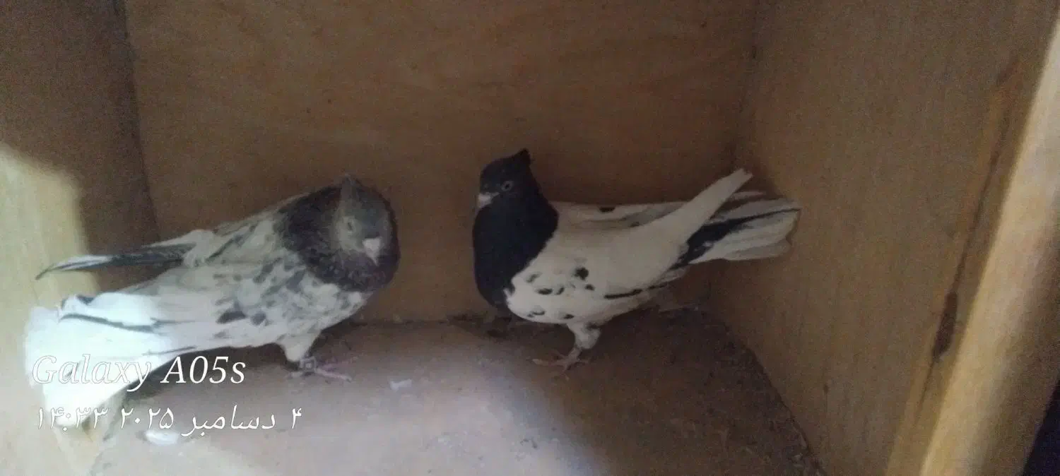 حیوان|پرنده|قوچان, |دیوار