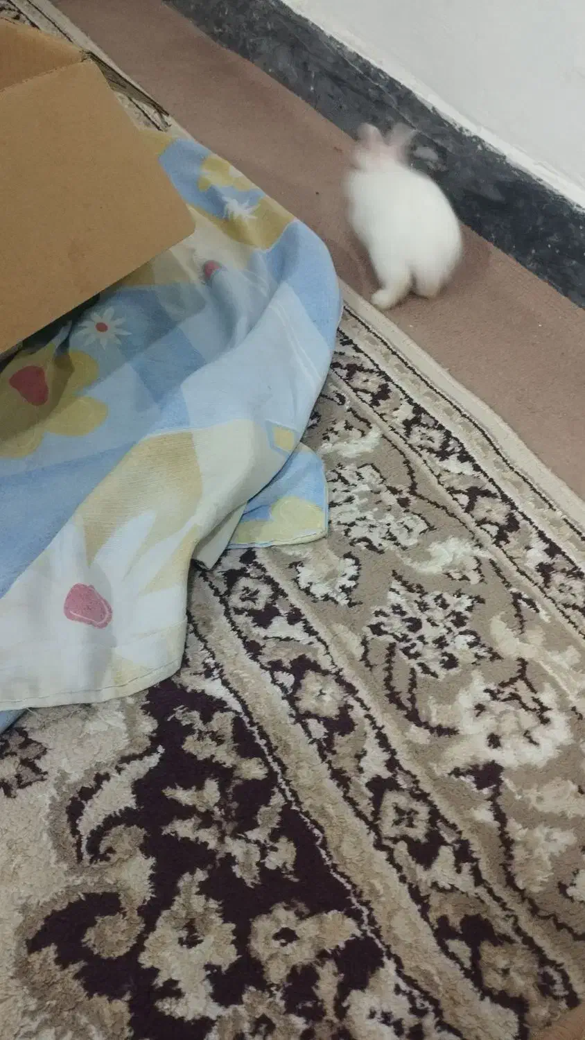 خرگوش مینیاتوری سفیدباهوش وبازیگوش|موش و خرگوش|کرمانشاه, |دیوار