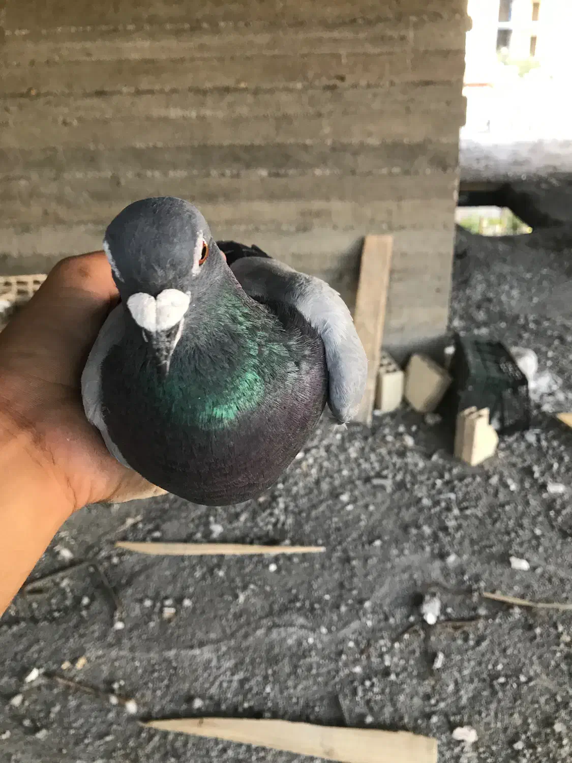 سبز نر|پرنده|میان ولایت, |دیوار