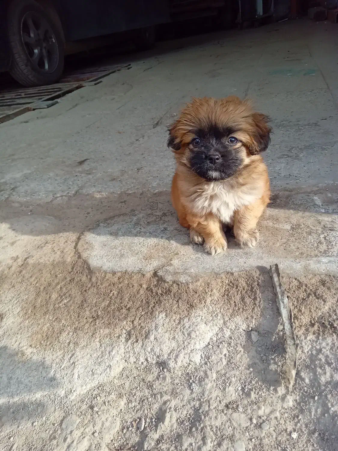 شینزو|سگ|نیشابور, ریوند|دیوار