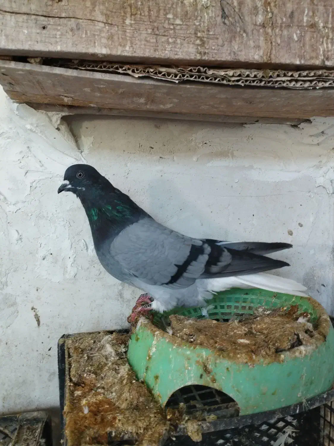 سبز نر تخت دم سفید|پرنده|چرداول, |دیوار