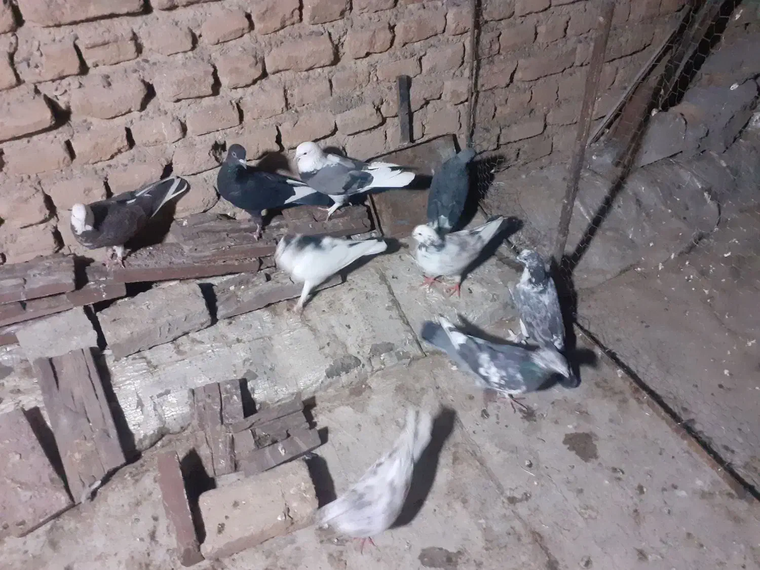 کبوتر کفتر|پرنده|قم, باغ شریفی|دیوار