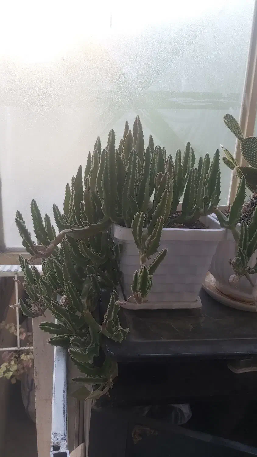 گل با گلدان پر گل|گل و گیاه طبیعی|شیراز, سایت اداری|دیوار