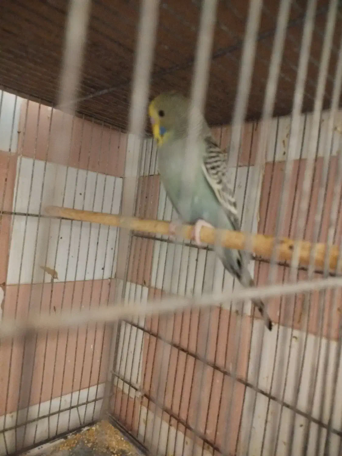 پرنده|پرنده|آران و بیدگل, |دیوار