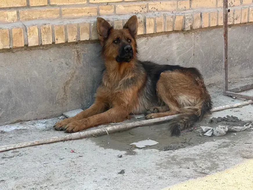 سگ ژرمن ماده|سگ|قدس, شهرک صنعتی زاگرس|دیوار