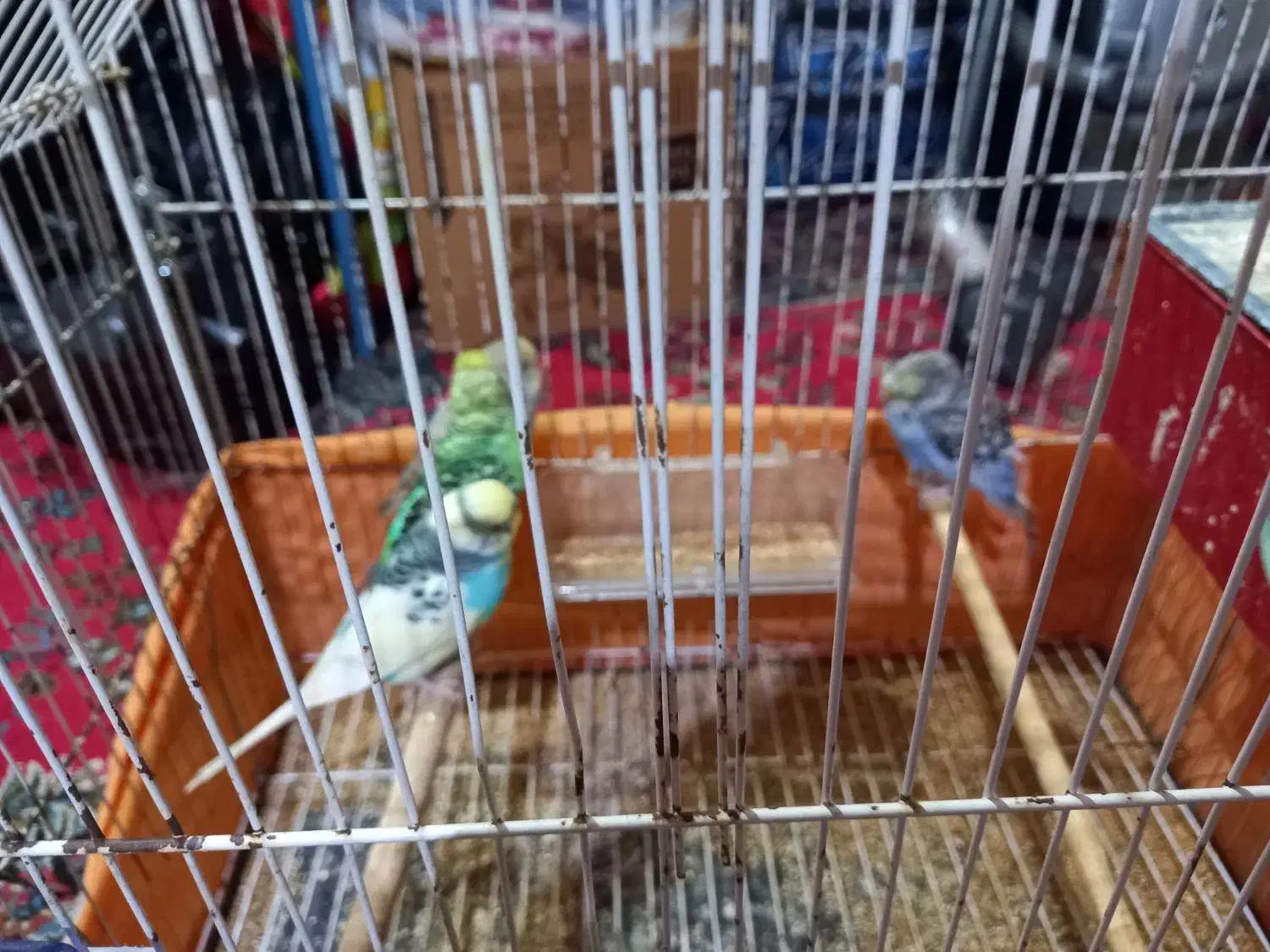 مرغ عشق|پرنده|بندر امام خمینی, |دیوار