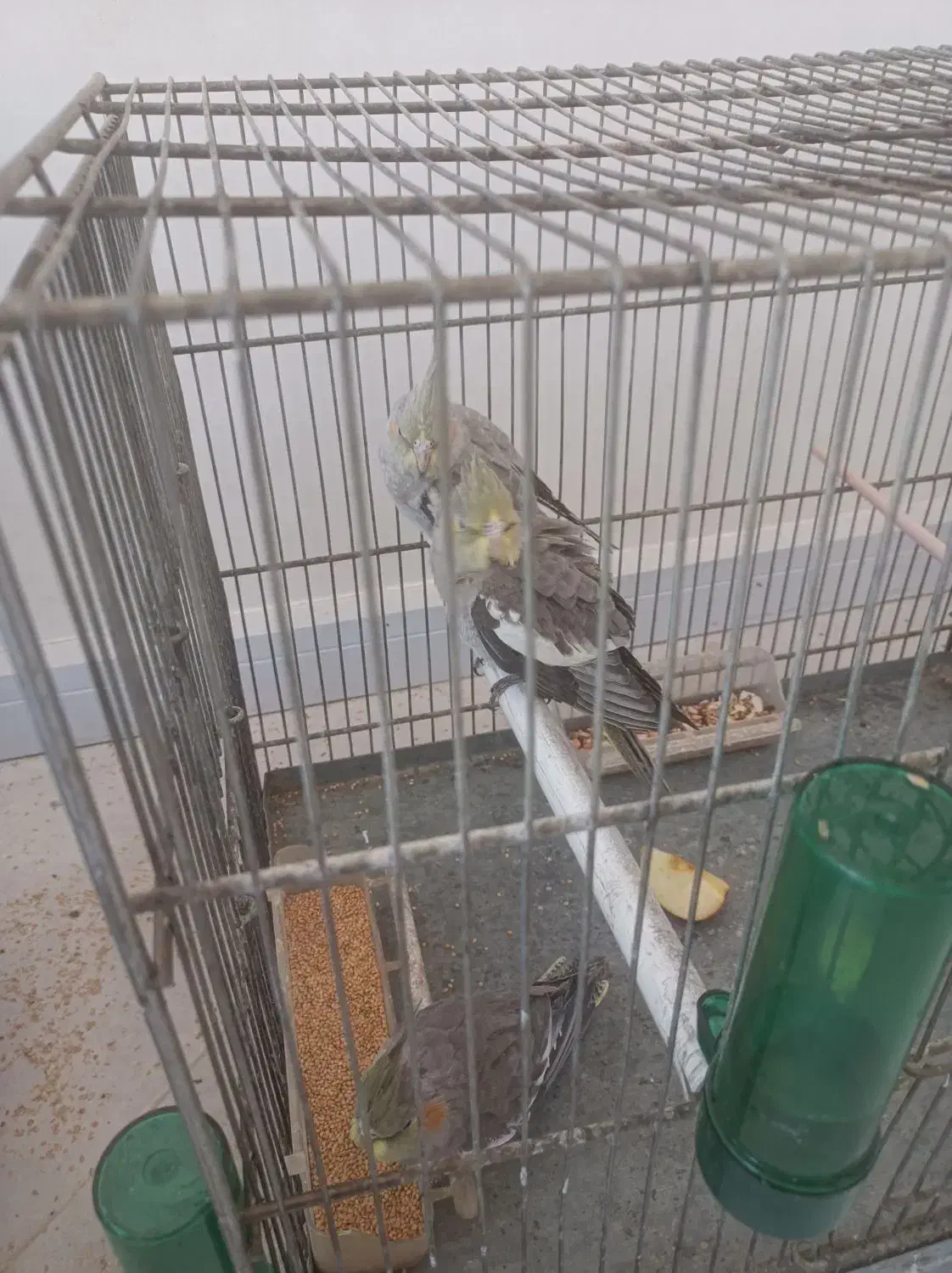 عروس هلندی معاوضه با سهره یا قناری|پرنده|فردیس, فردیس|دیوار