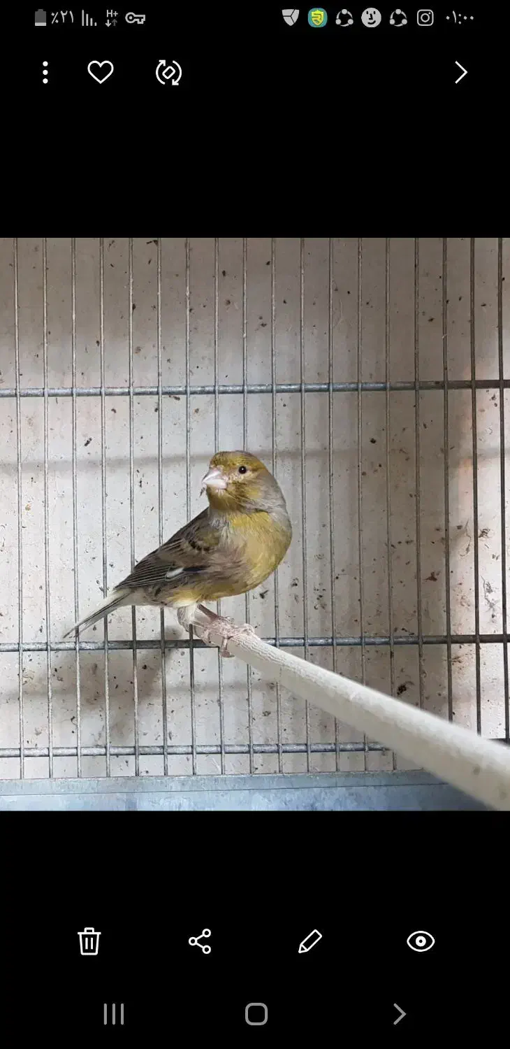 قناری سبز  و قناری ابلغ|پرنده|سمنان, |دیوار