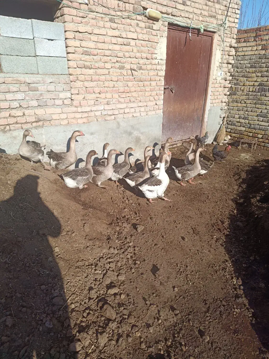 غاز دورگه|حیوانات مزرعه|نوشین شهر, |دیوار