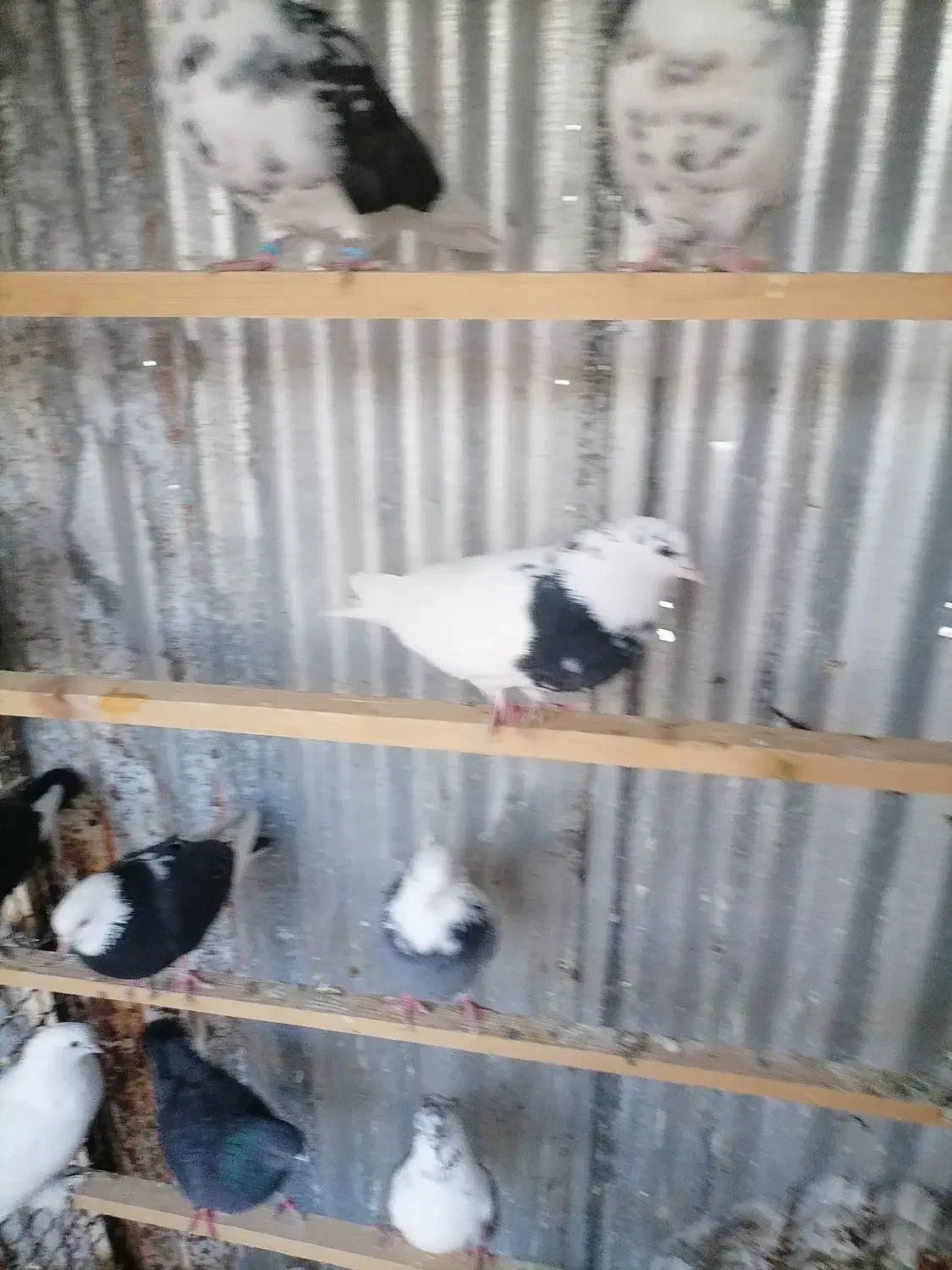 کفتر|پرنده|تهران, بلورسازی|دیوار